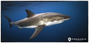 Meet Moo!!!, This 4+ Metre male Great White shark has ret... by Sam Cahir 
